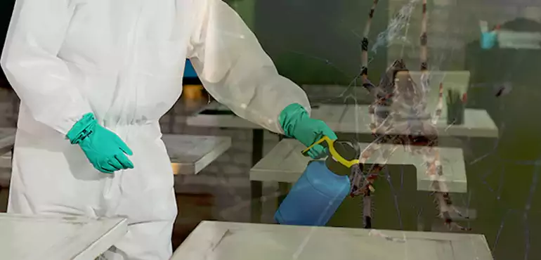 Why Buyers Still Want Homes With Pest Infestations in Oceanside, CA?